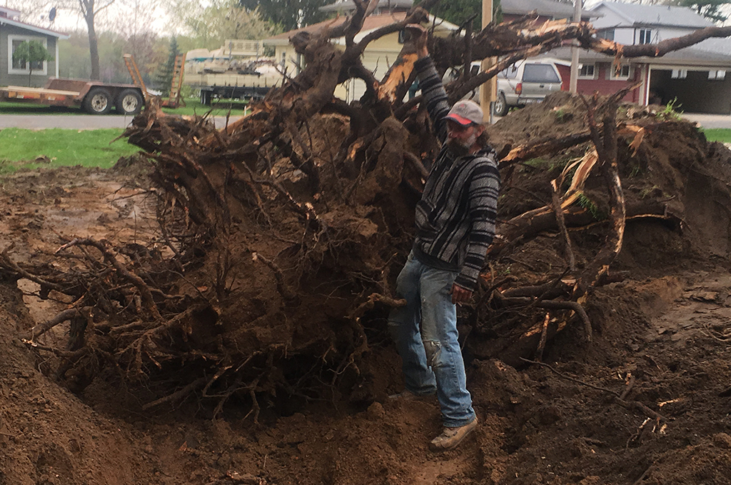 Removing large tree stumps and roots during concrete driveway preparation in Colon Michigan